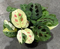 4" Maranta Variegated Beauty Kim  